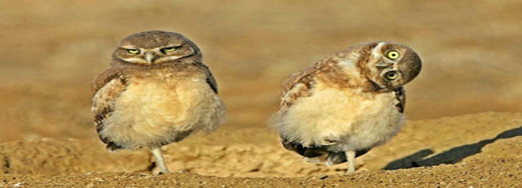 Making Your .NET Application Less Quirky